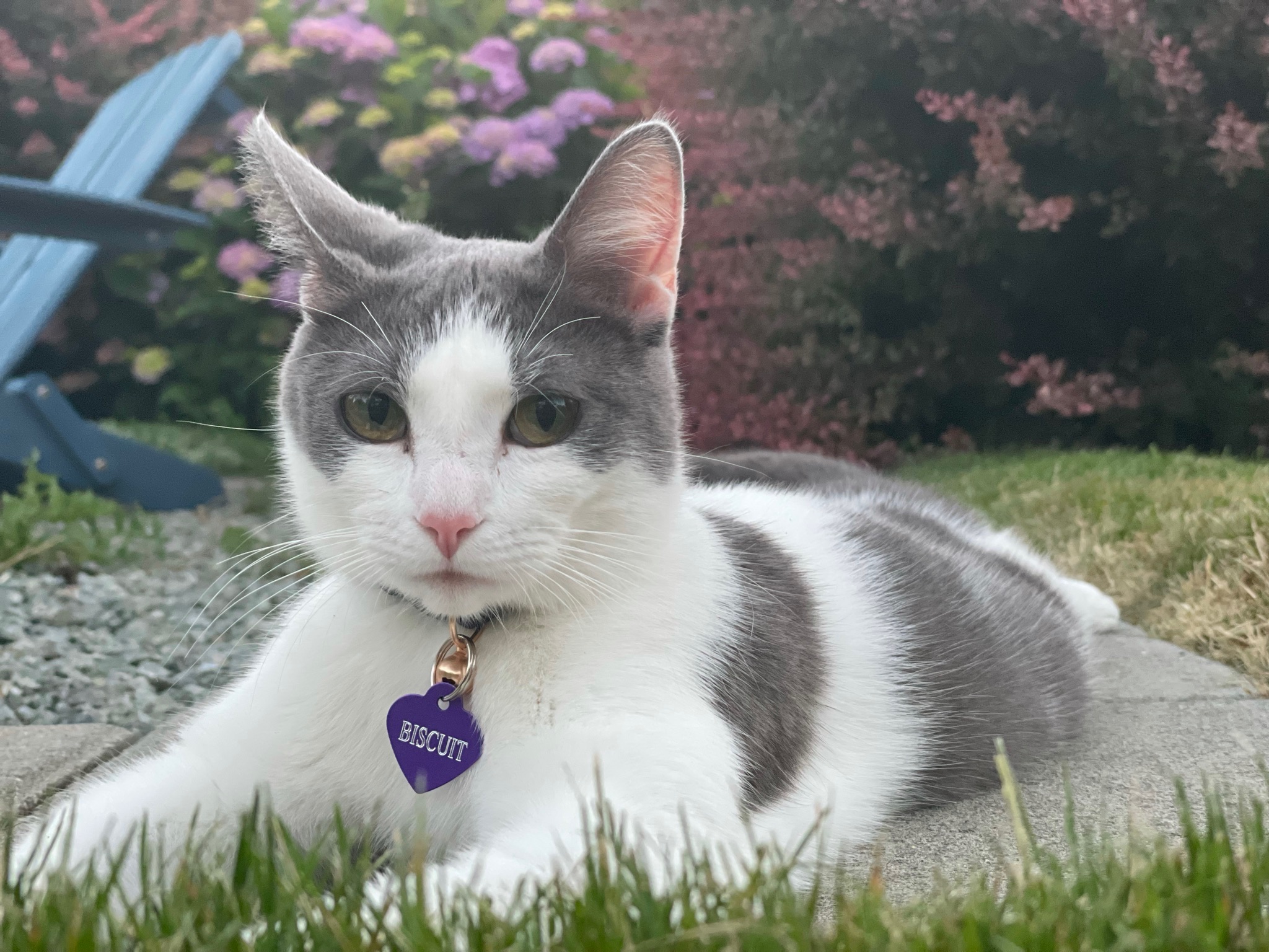 Biscuit Louie